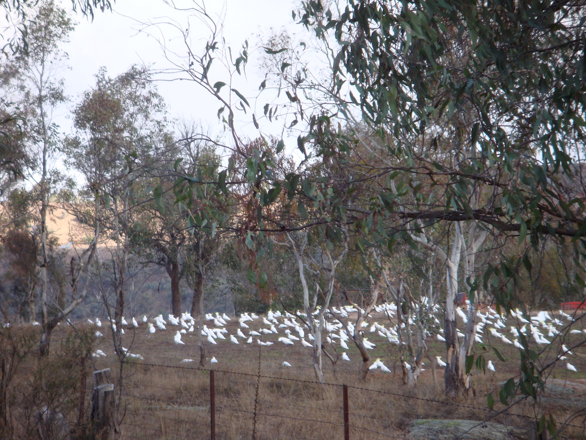 club of cockatoos copy